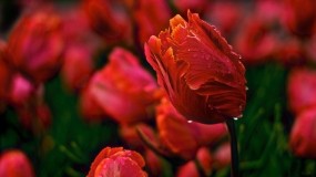 Обои Тюльпаны: Роса, Лепестки, Цветы, Тюльпан, Бутон, Цветы