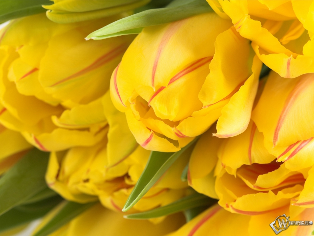 Жёлтые тюльпаны 1024x768