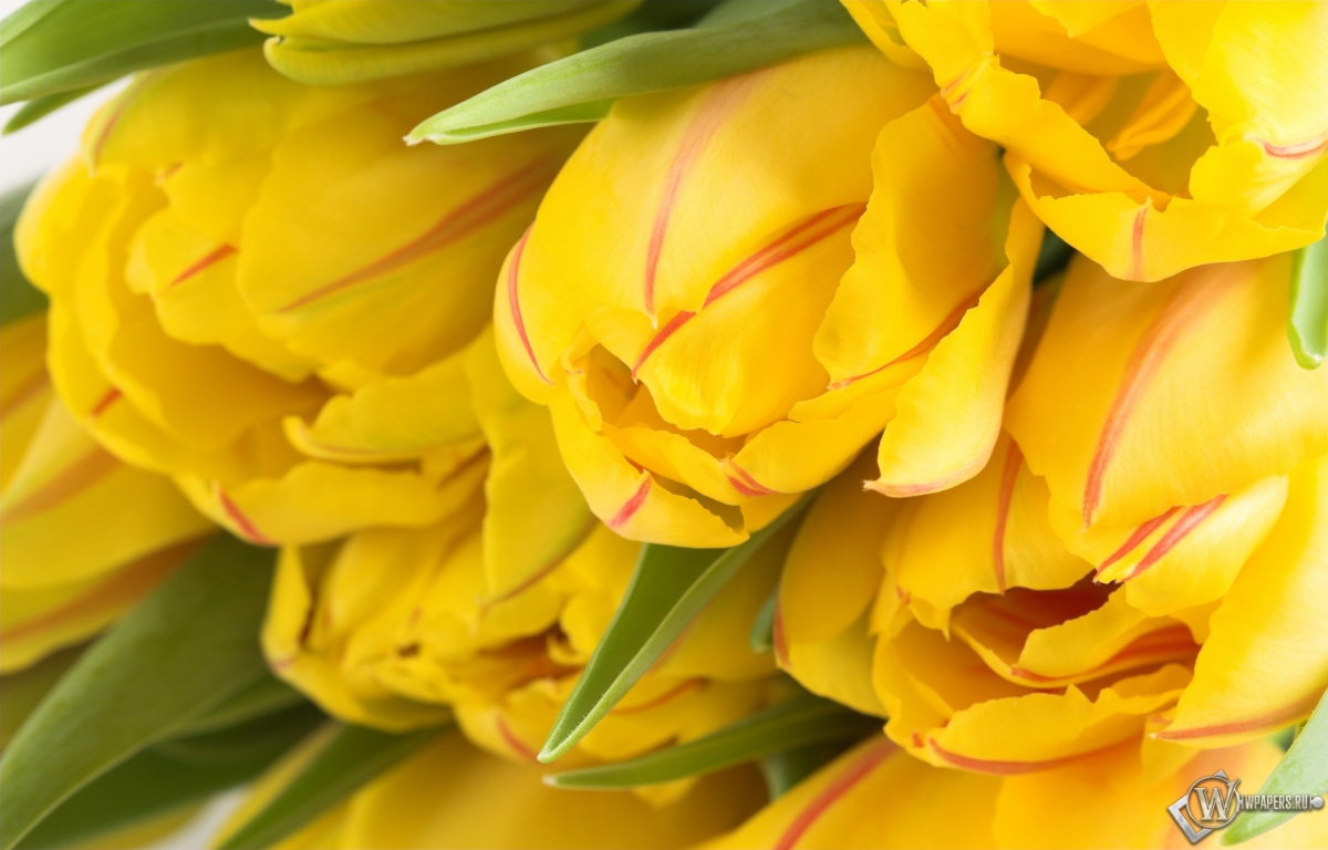 Жёлтые тюльпаны 1200x768