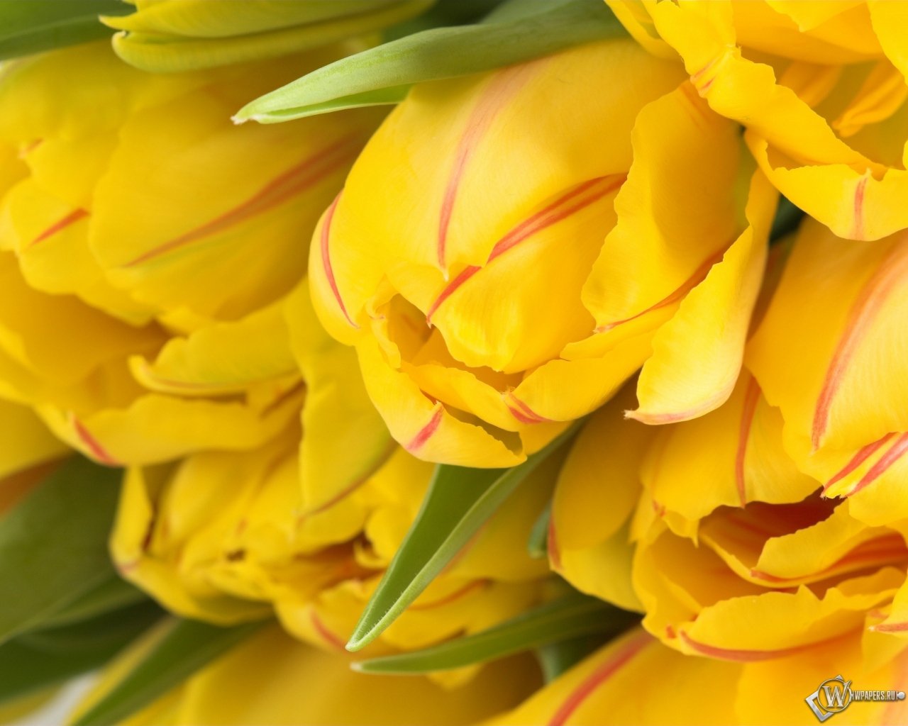 Жёлтые тюльпаны 1280x1024