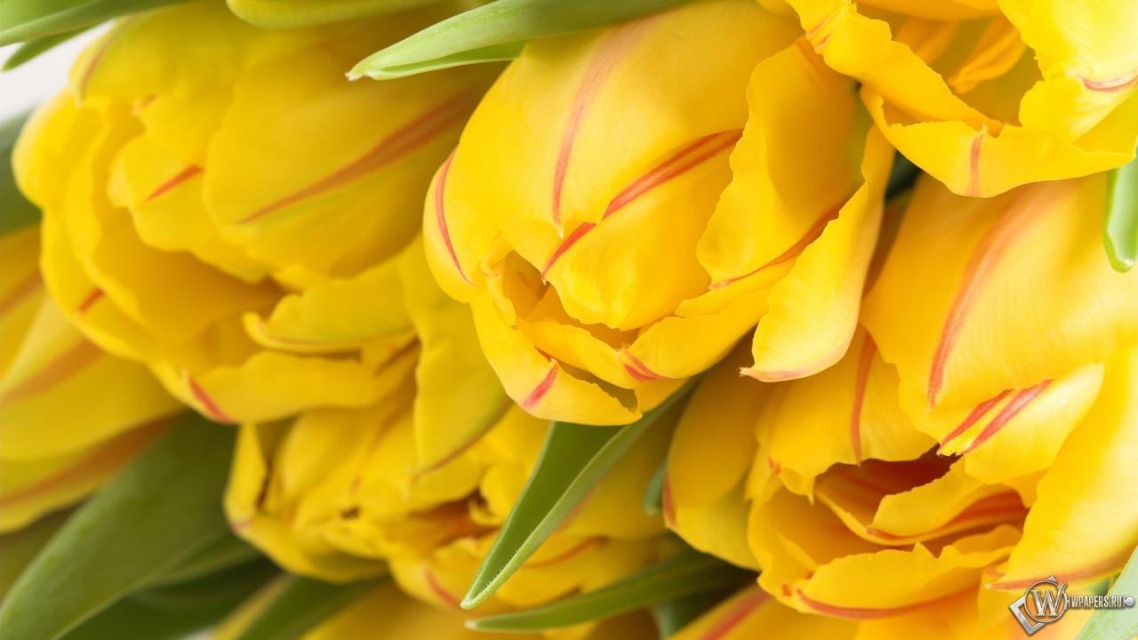 Жёлтые тюльпаны 1280x720