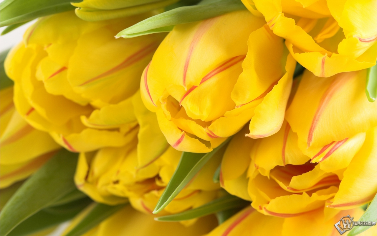 Жёлтые тюльпаны 1280x800