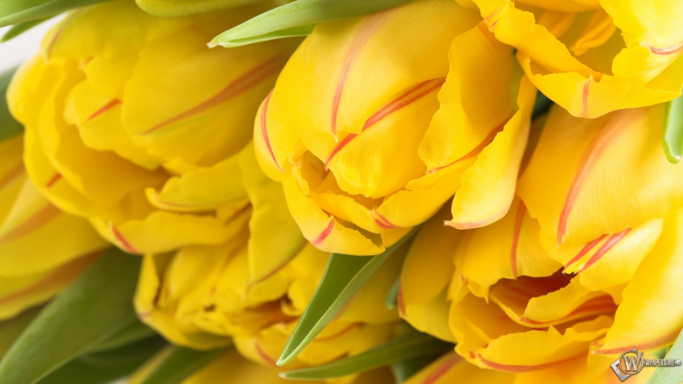 Жёлтые тюльпаны 1366x768