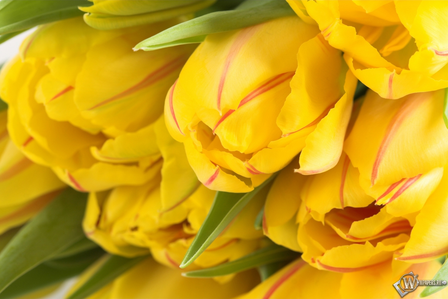 Жёлтые тюльпаны 1500x1000