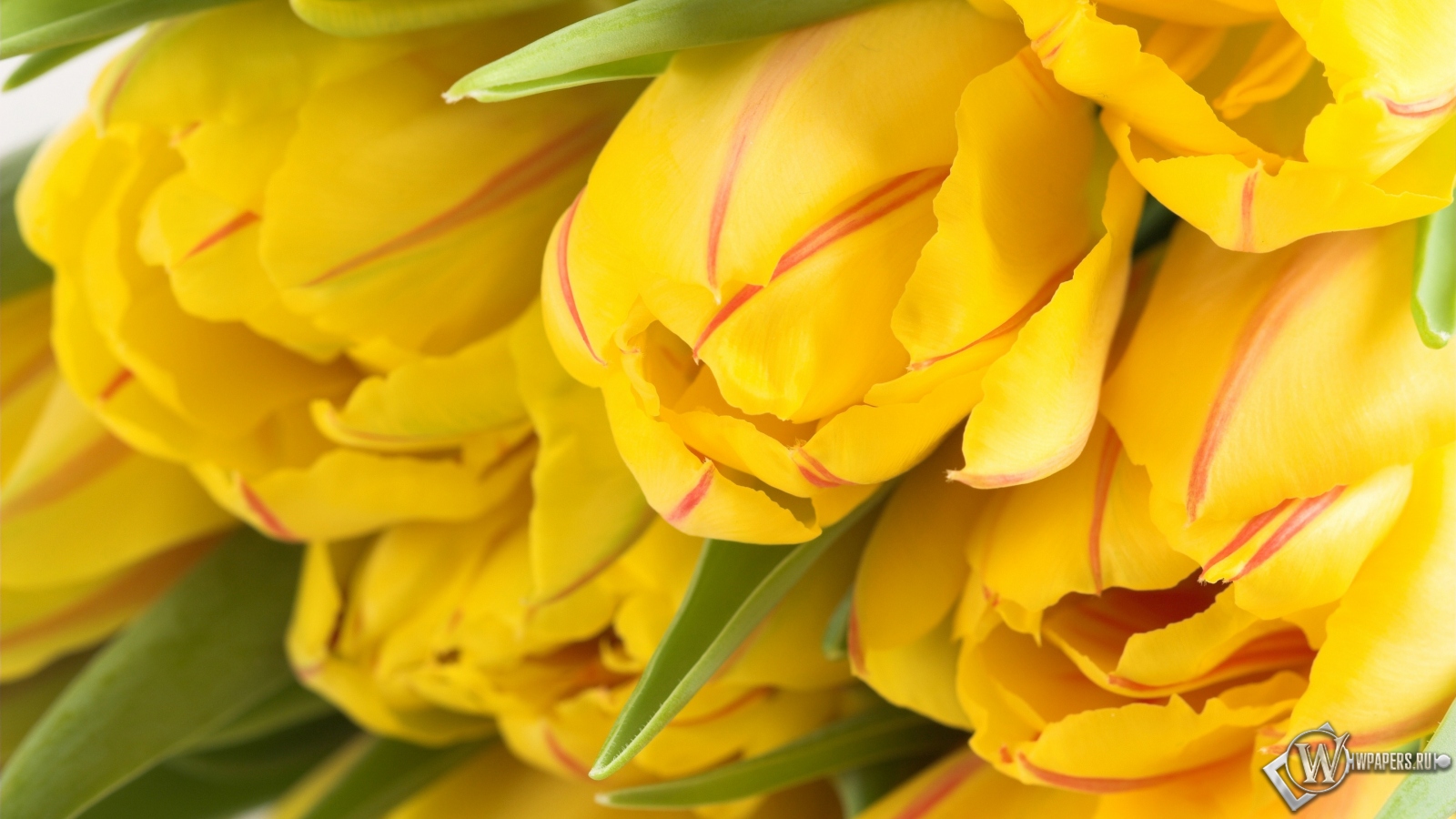 Жёлтые тюльпаны 1600x900