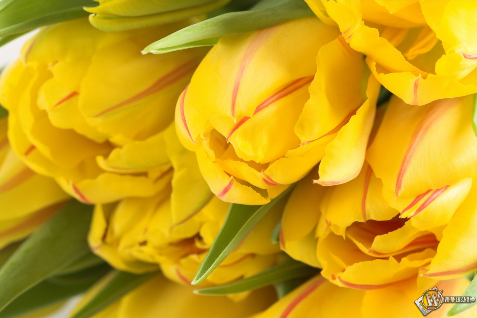 Жёлтые тюльпаны 1920x1280