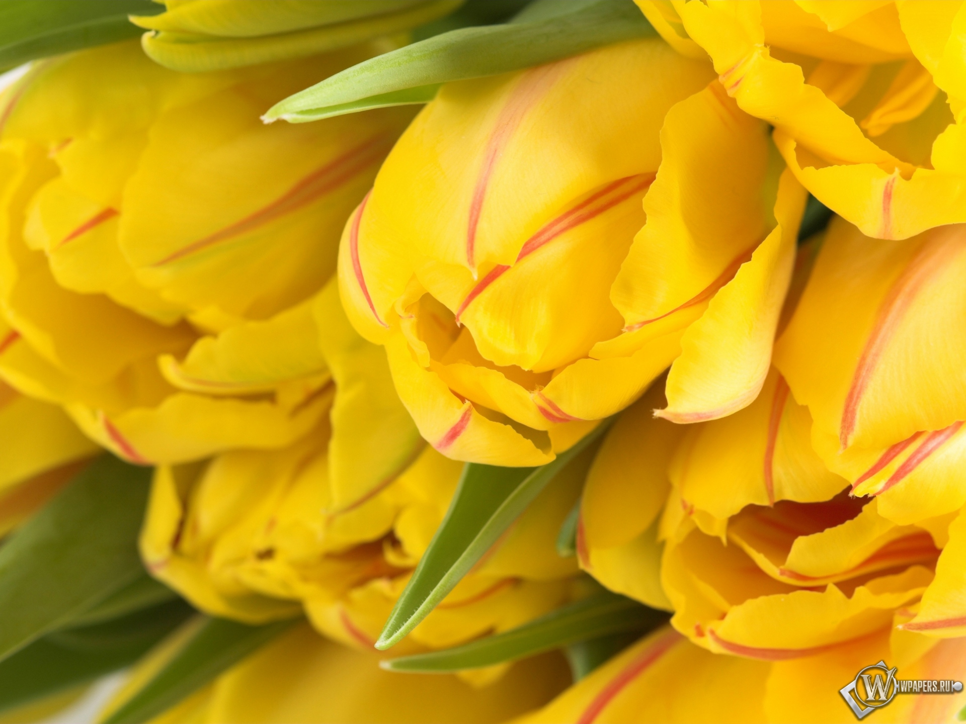 Жёлтые тюльпаны 1920x1440