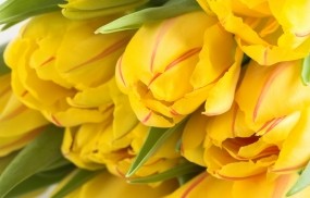 Обои Жёлтые тюльпаны: Цветы, Тюльпаны, Желтый, Цветы