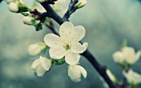 Обои Цветущая вишня: Цветок, Вишня, Белый, Весна, Цветы