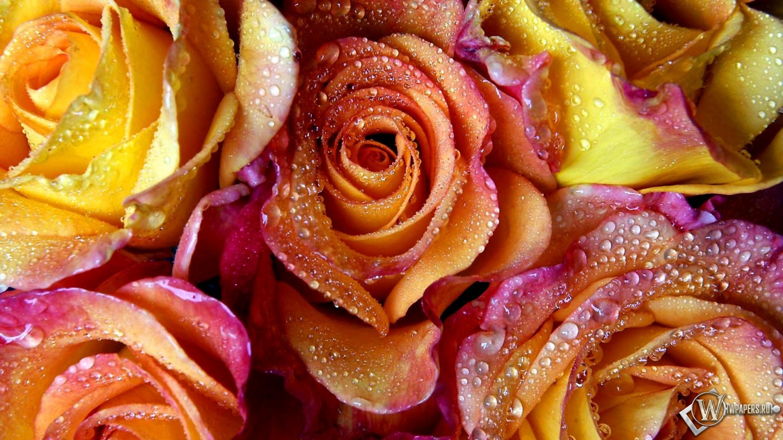 Розы в росе 1600x900