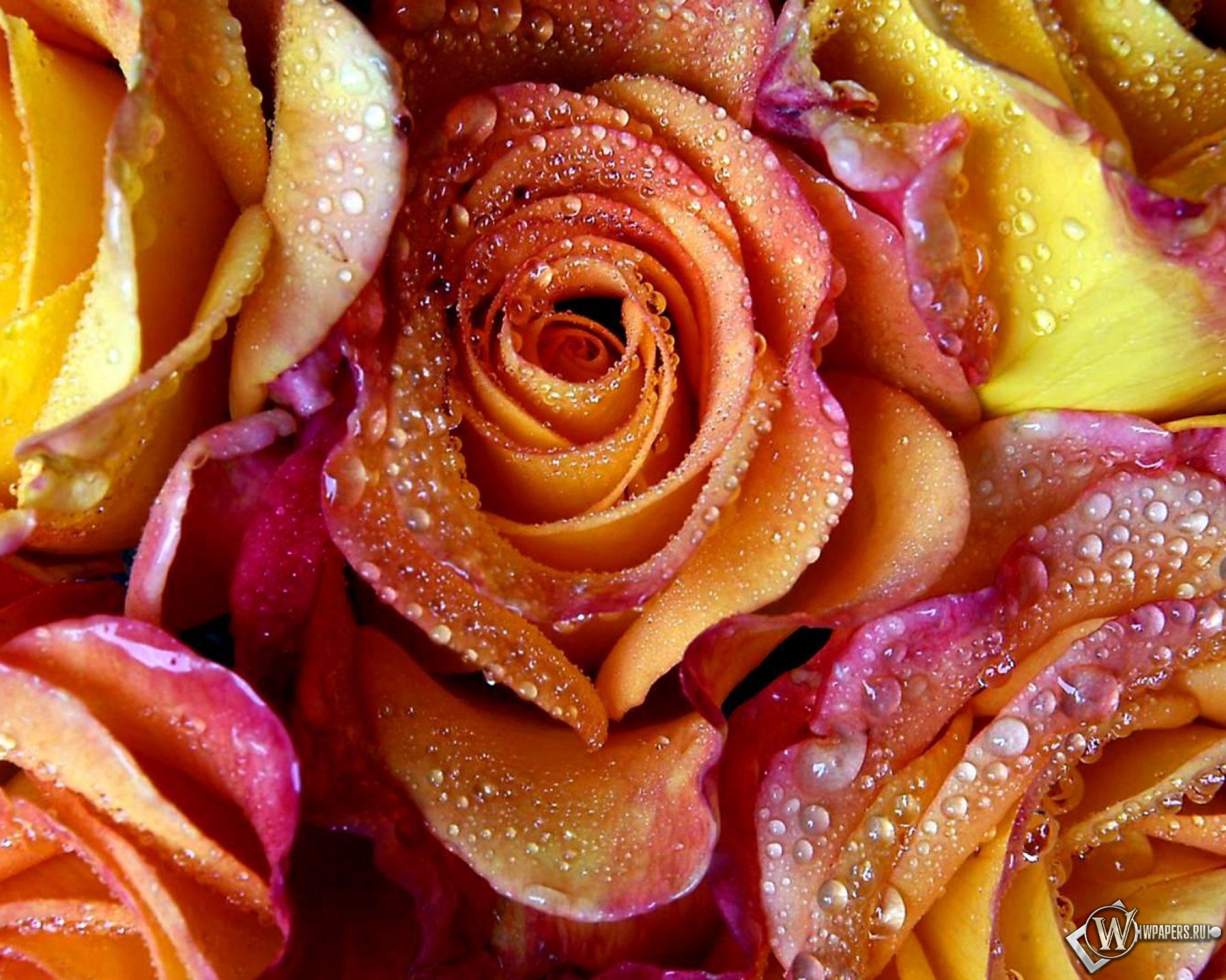 Розы в росе 1920x1536
