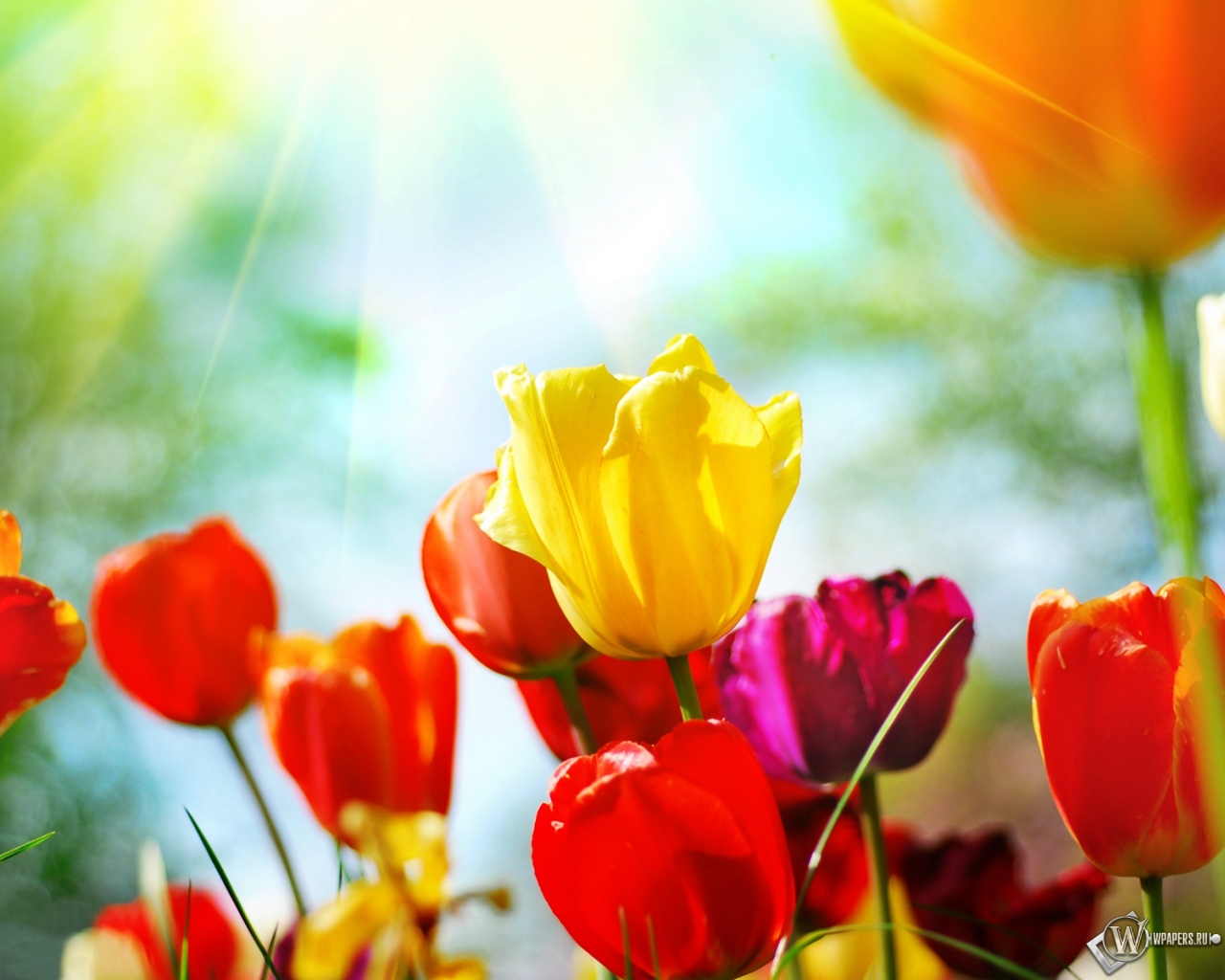 Разноцветные тюльпаны 1280x1024