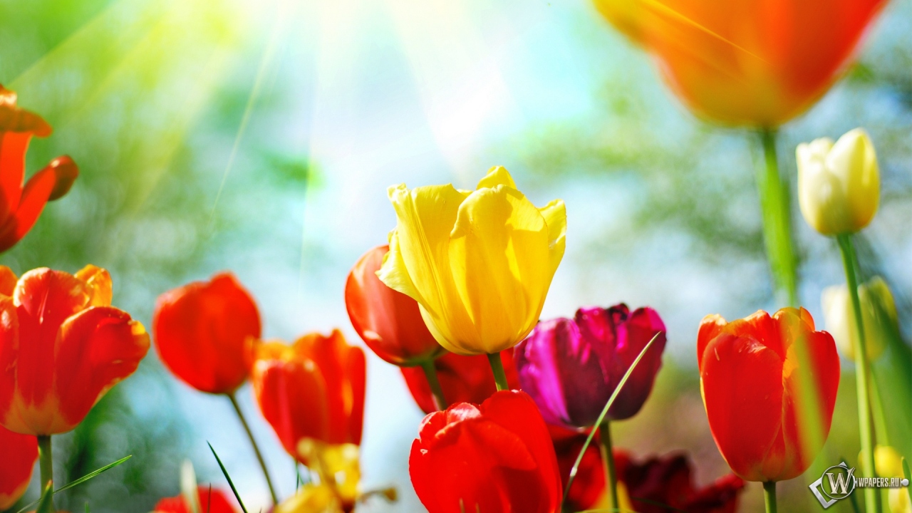 Разноцветные тюльпаны 1280x720