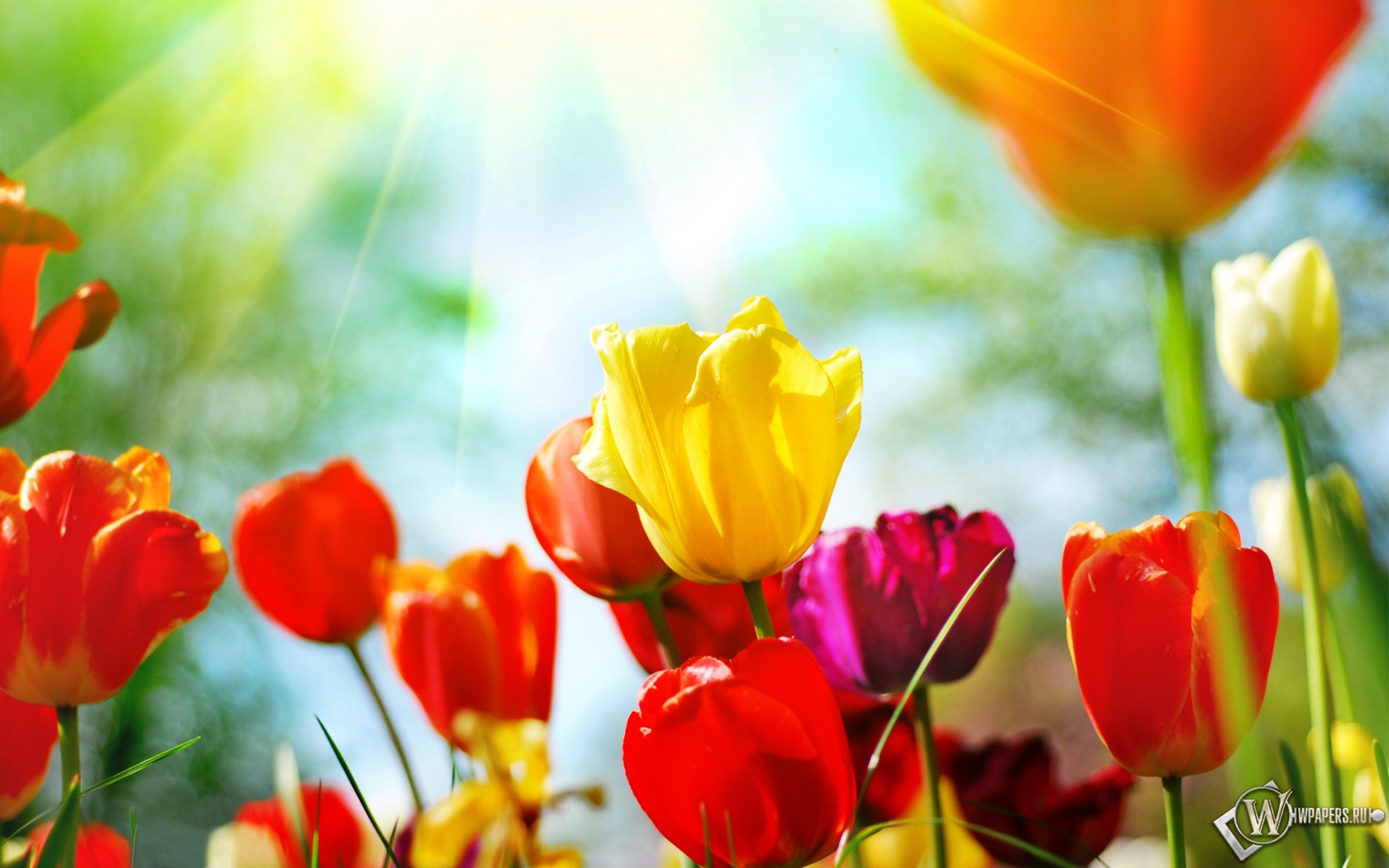 Разноцветные тюльпаны 1680x1050