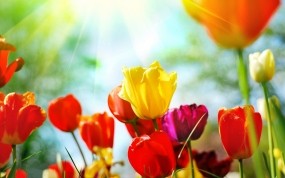 Обои Разноцветные тюльпаны: Цветы, Тюльпаны, Весна, Цветы