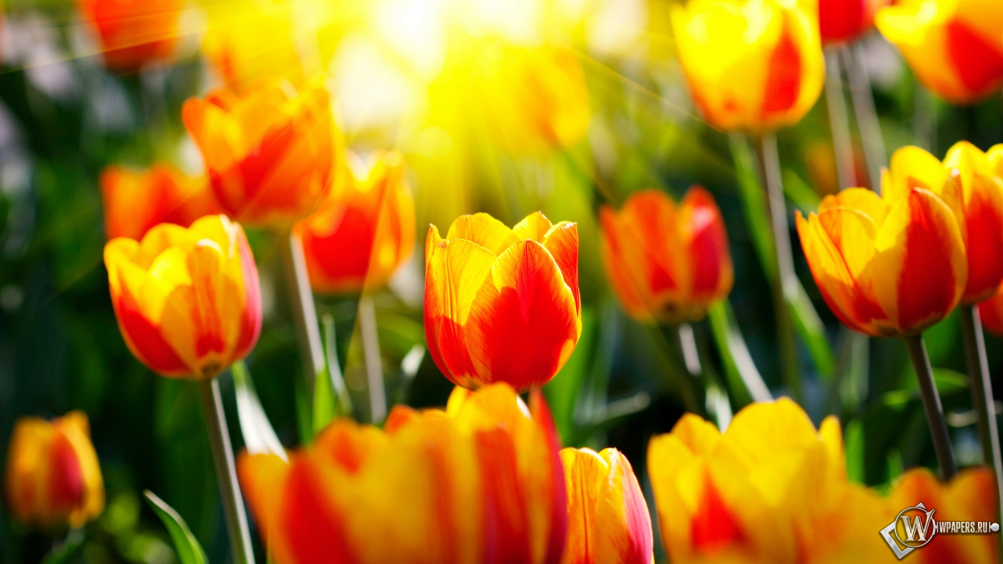 Весенние тюльпаны 2048x1152