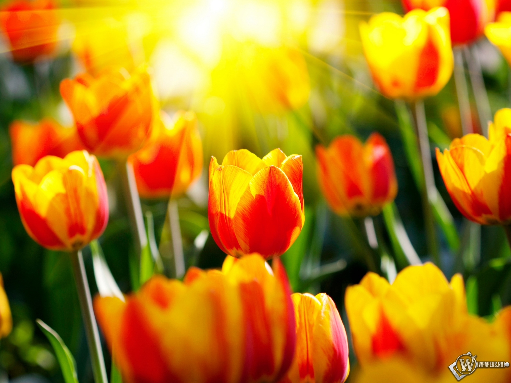 Весенние тюльпаны 2048x1536