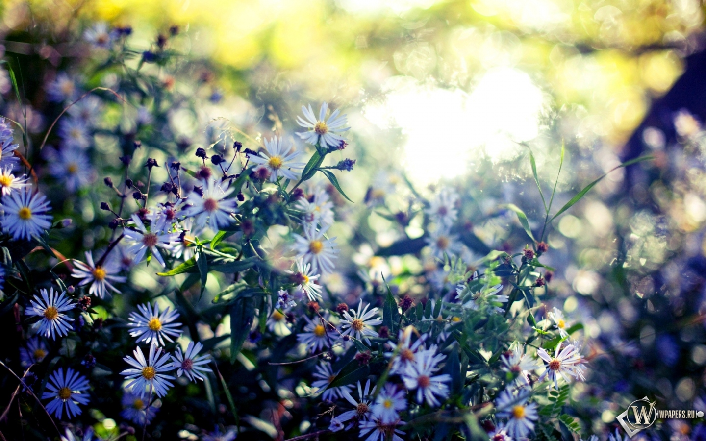 Весенние цветы 1440x900