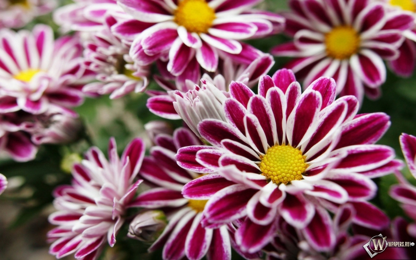 Фиолетовые цветы 1440x900