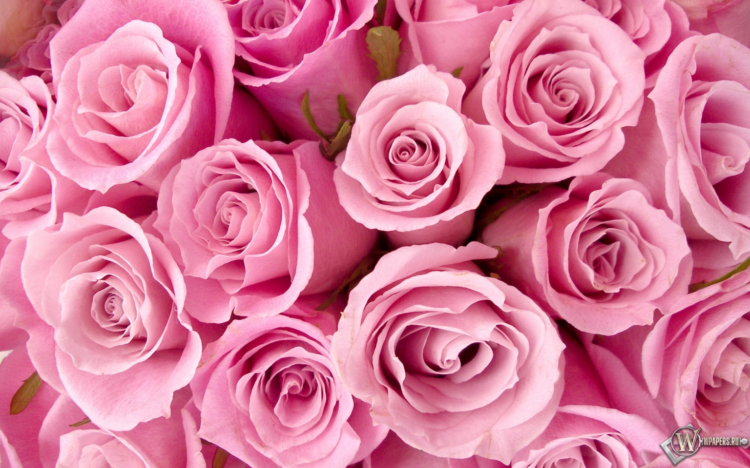 Большие Букеты Роз Фото Бесплатно Скачать