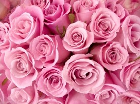 Обои Букет роз: Цветы, Розы, Букет, Цветы