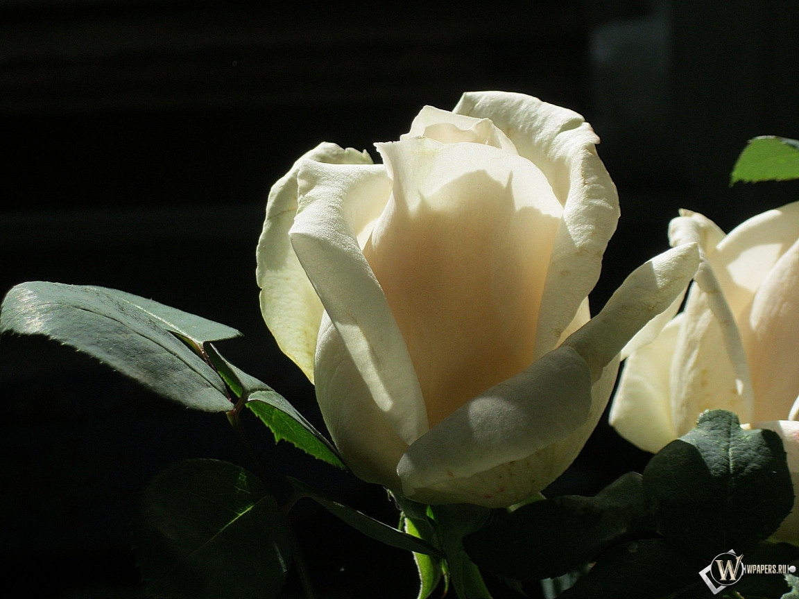 Белая роза 1152x864