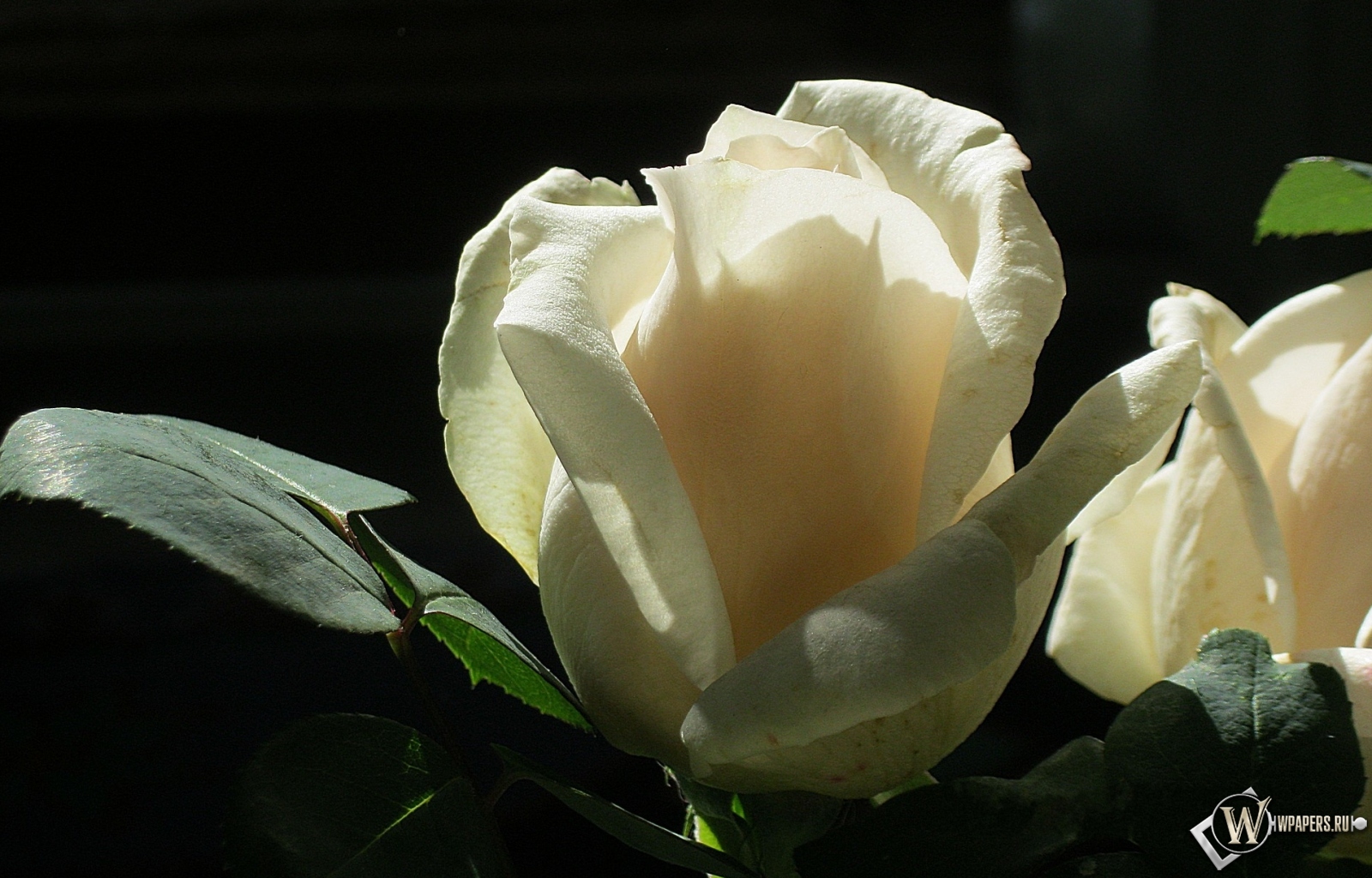 Белая роза 1600x1024