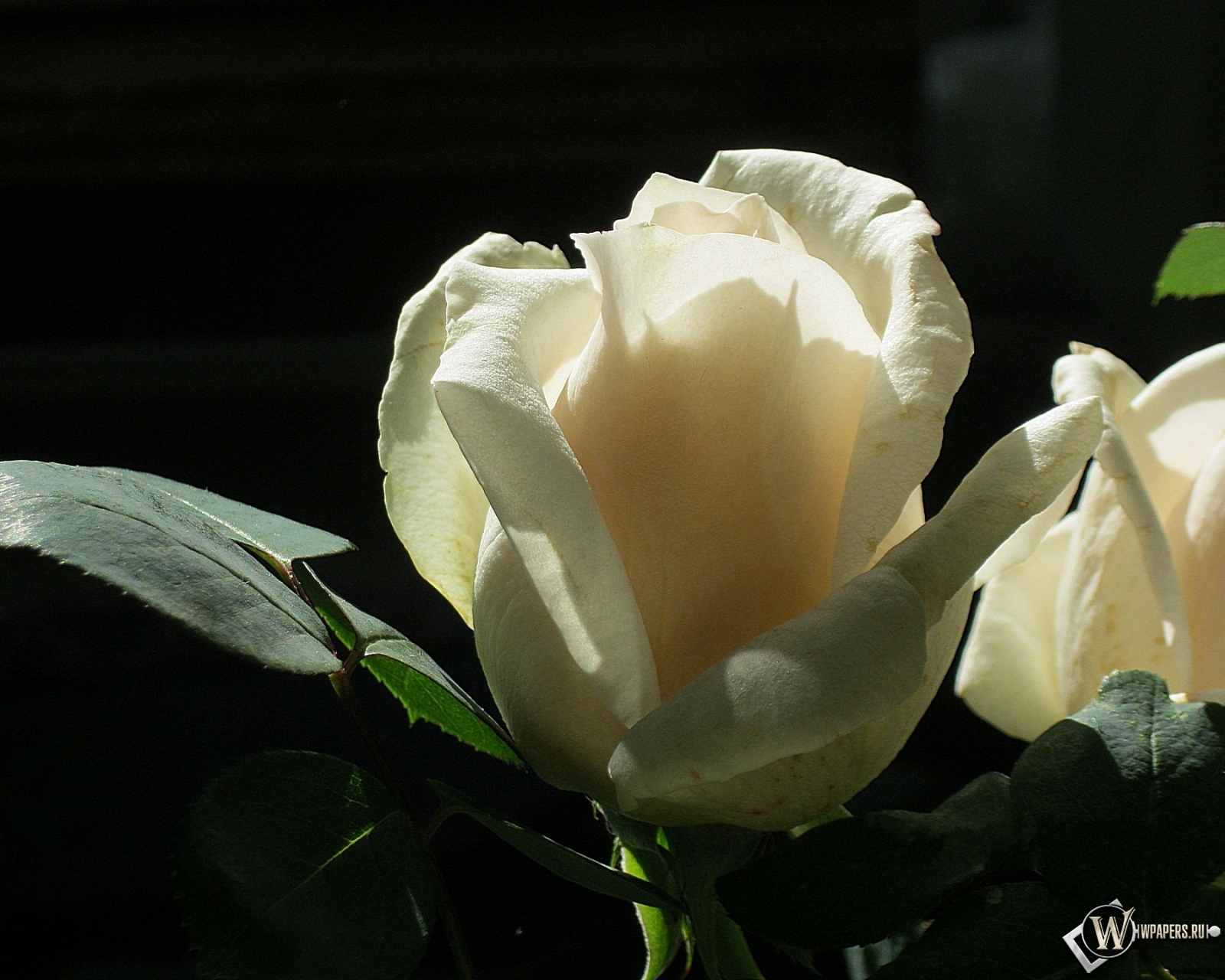 Белая роза 1600x1280