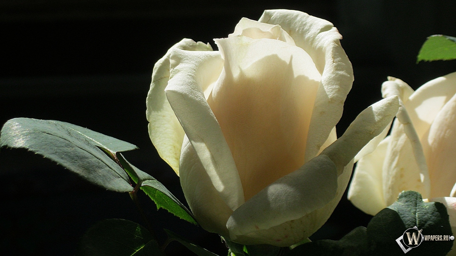 Белая роза 1600x900
