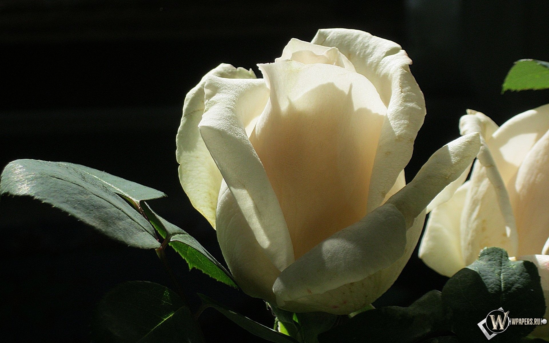 Белая роза 1920x1200
