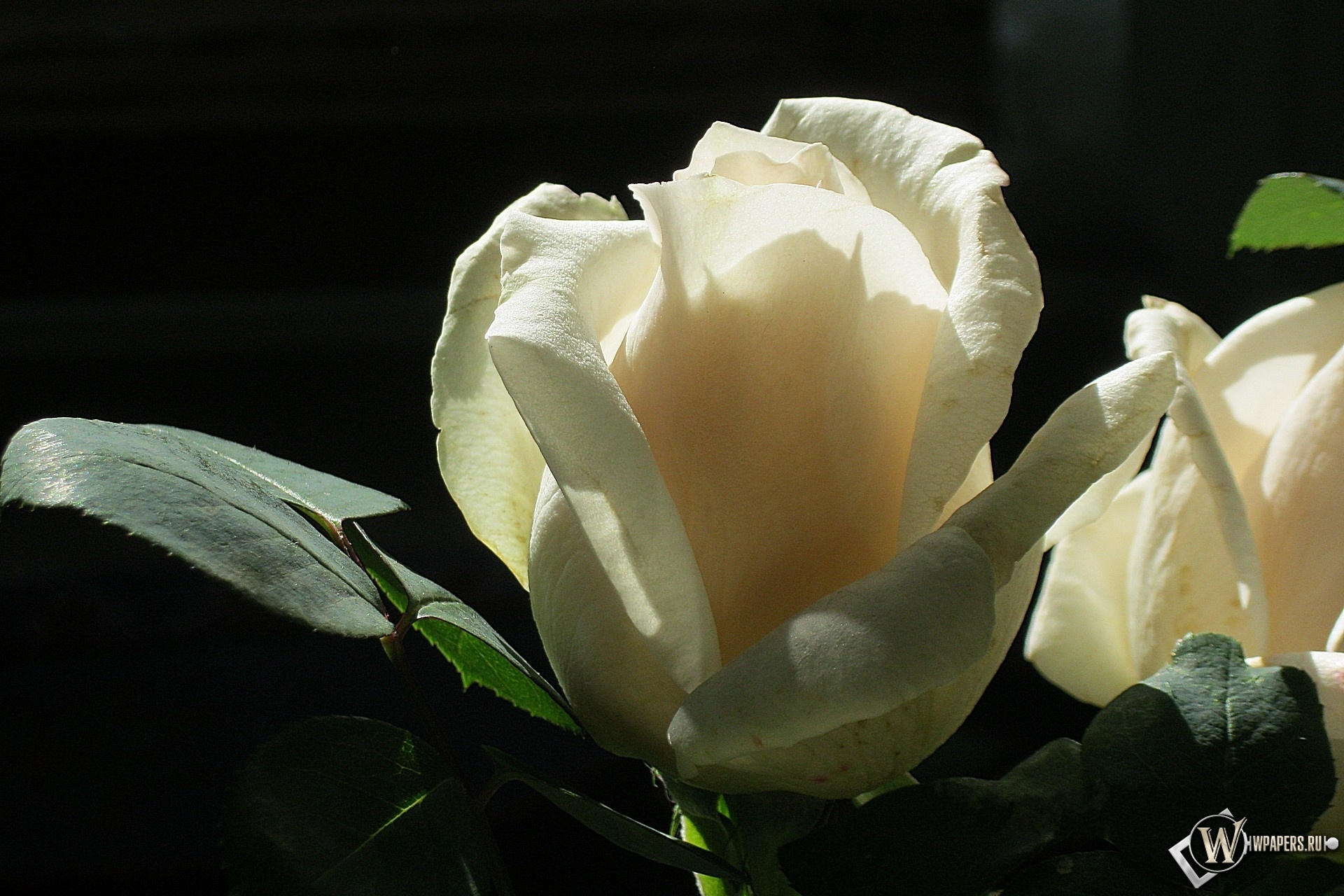 Белая роза 1920x1280