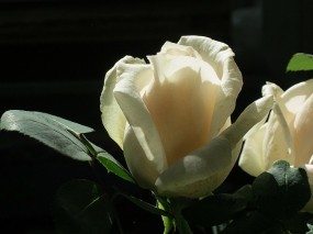 Обои Белая роза: Роза, Цветок, белая, Цветы