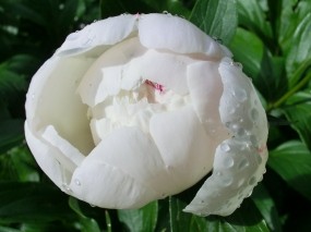 Обои Белый пион: Цветок, Роса, Пион, Цветы