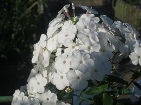 Обои Белый флокс: Солнце, Цветы, белые, Цветы