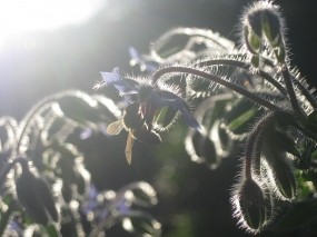 Обои В лучах заката: Закат, Растение, Пчела, Цветы