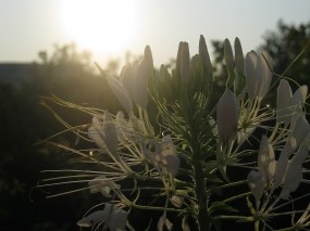 Обои Клеома на закате: Цветок, Закат, Белый, Цветы