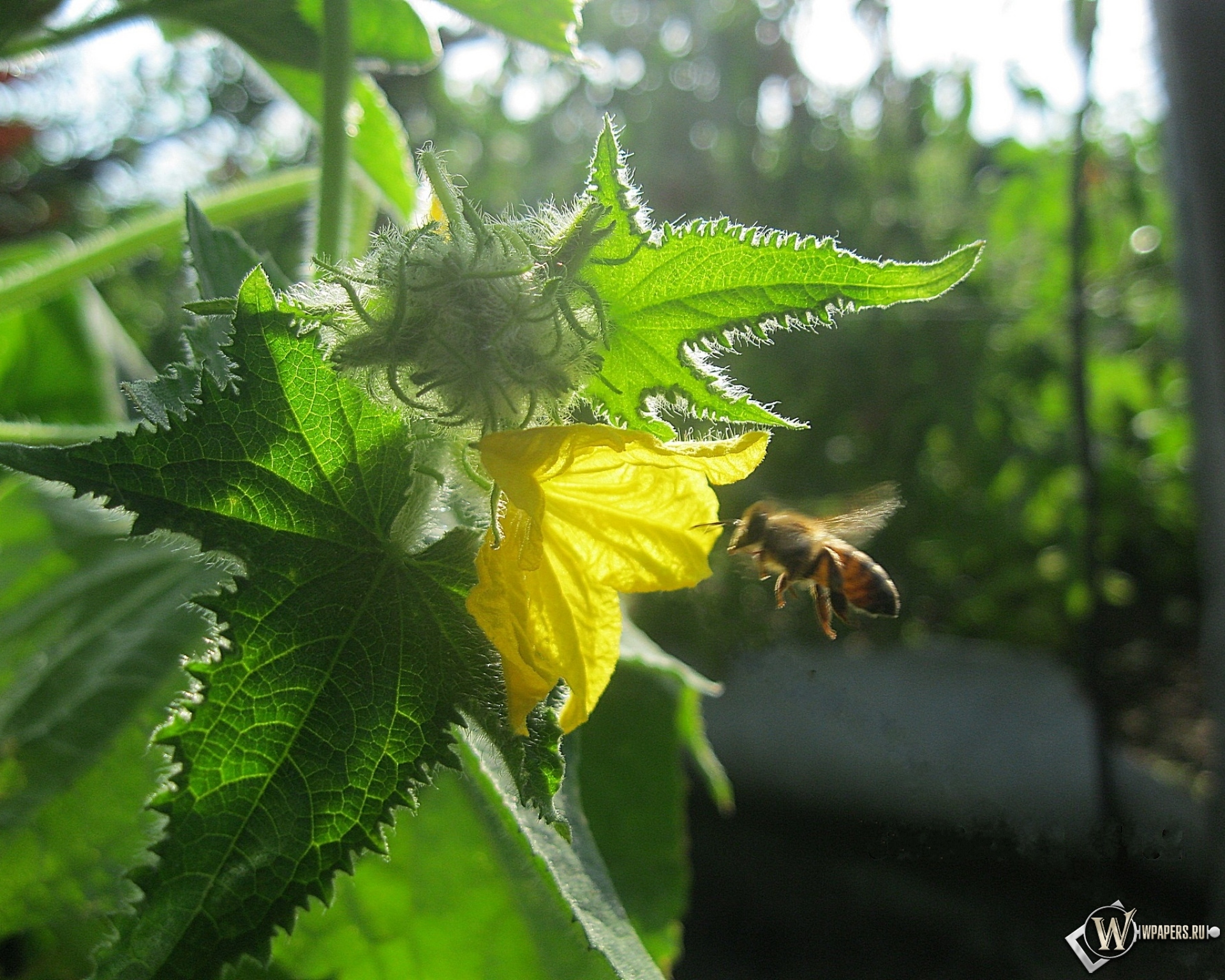 Огурцы опылители. Пчелы опыляют огурцы. Шмель опыляет помидоры. Пчелы опыляют цветы огурцов. Опыление цветков огурца.