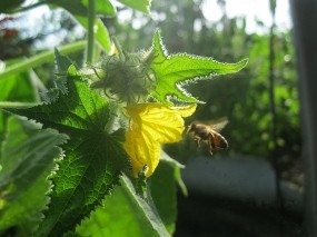 Обои Летняя идиллия: Цветок, Пчела, огурец, Цветы