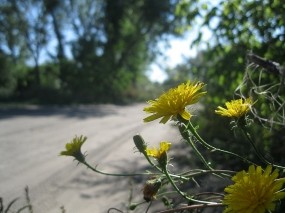 Обои Цветы у дороги: Дорога, Цветы, Желтый, Цветы