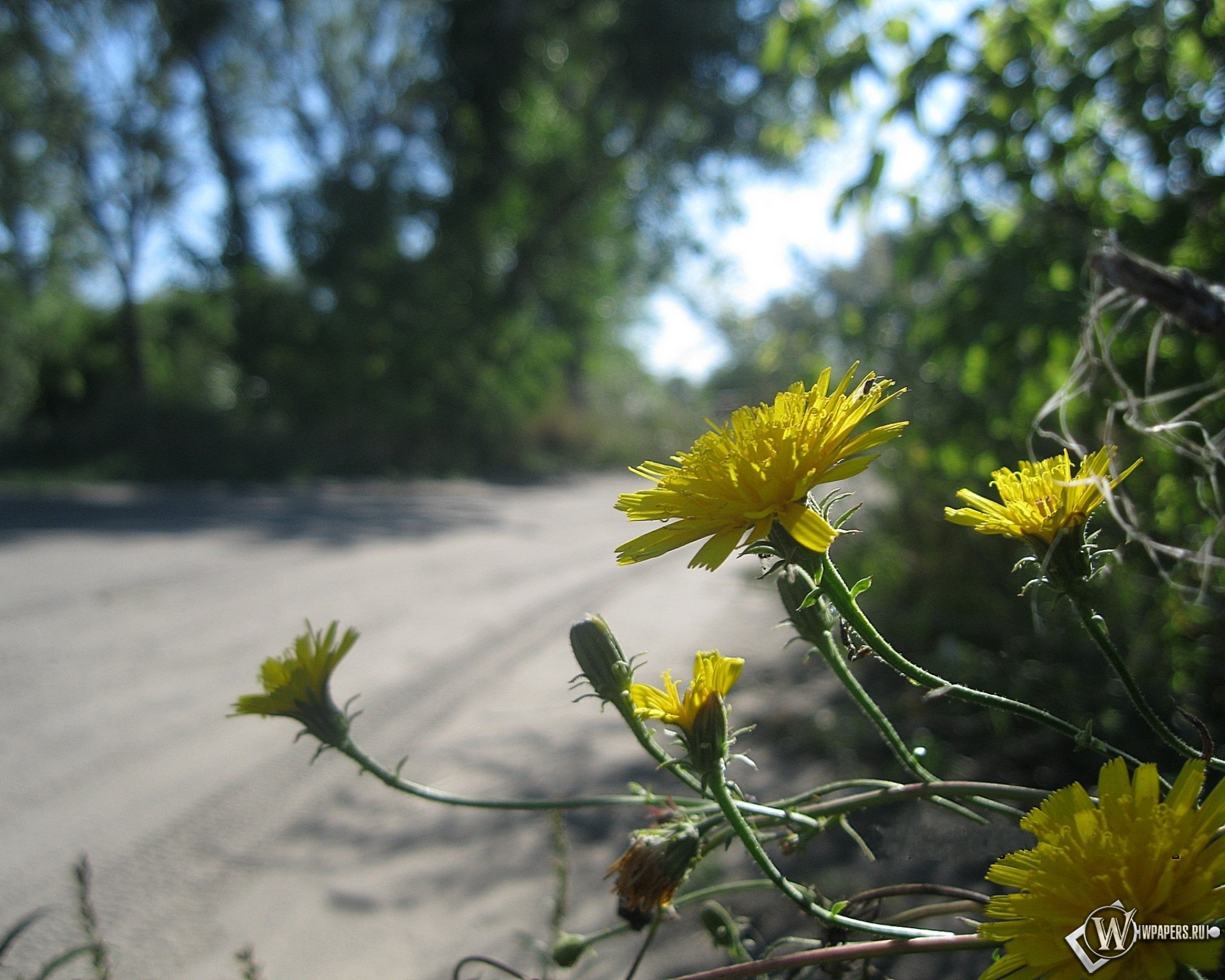 Растет около дороги. Растения возле дорог. Желтые цветы вдоль дорог. Цветок желтый придорожный. Желтые цветы на обочине.