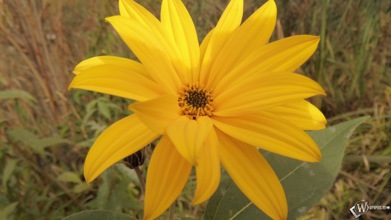 Солнечный цветок 1366x768