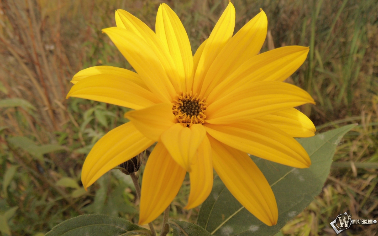 Солнечный цветок 1440x900