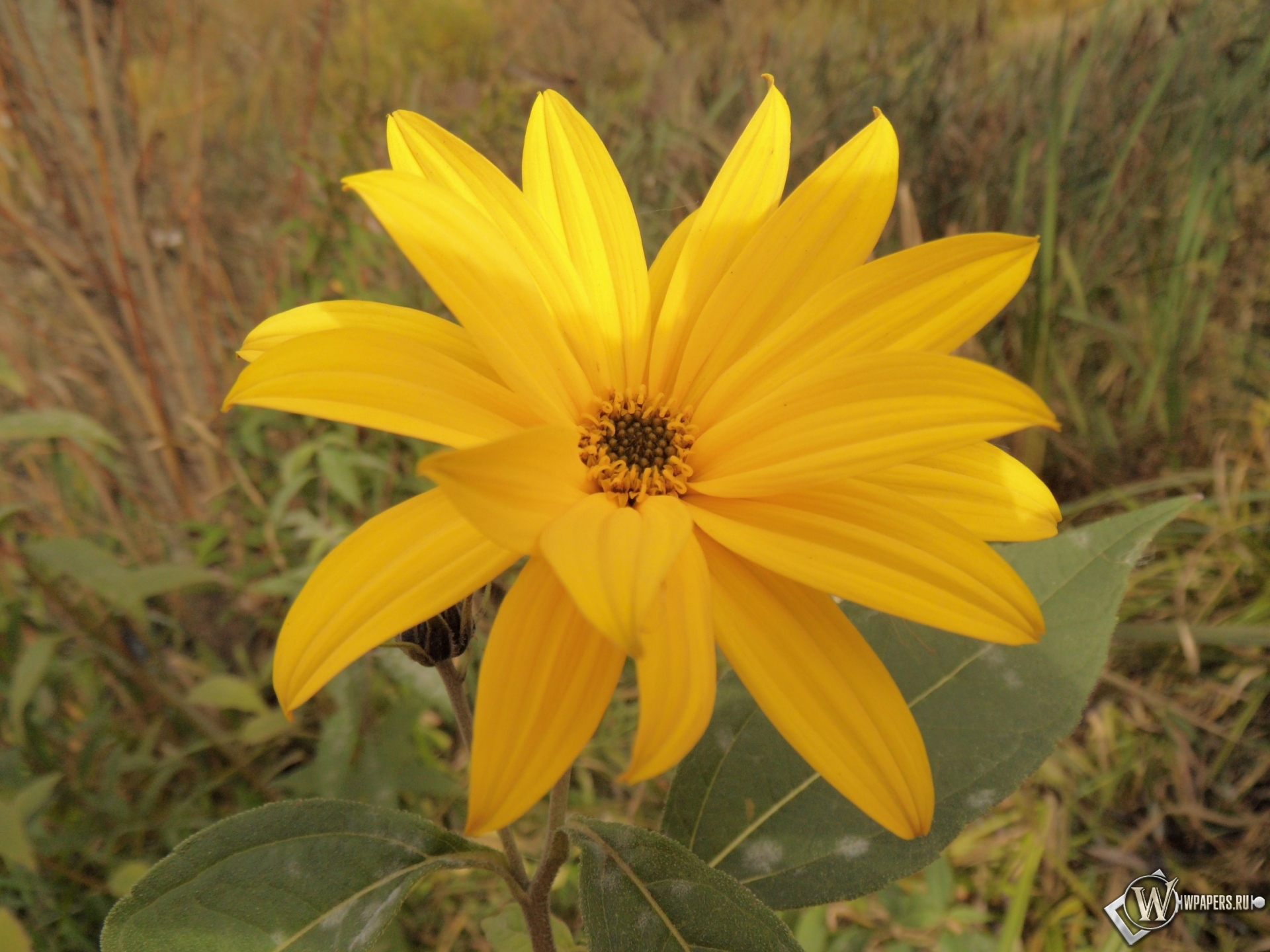 Солнечный цветок 1920x1440
