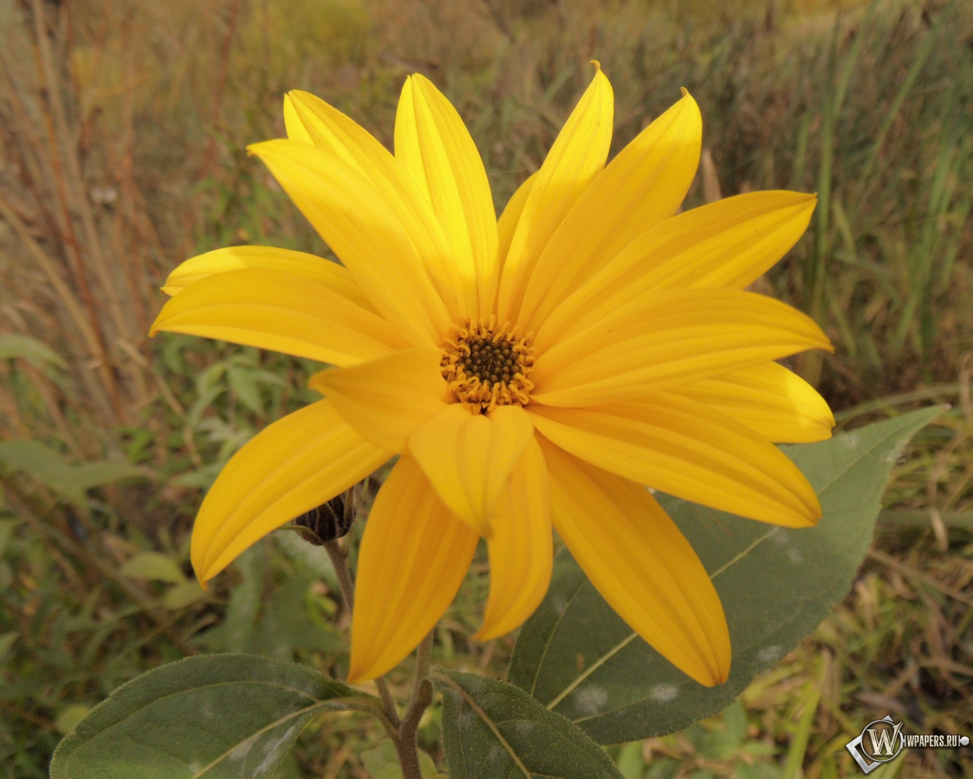 Солнечный цветок 1920x1536