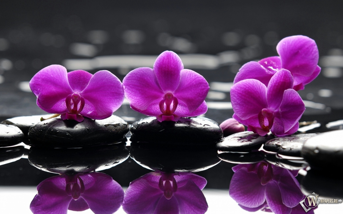 Орхидеи на камнях 1440x900