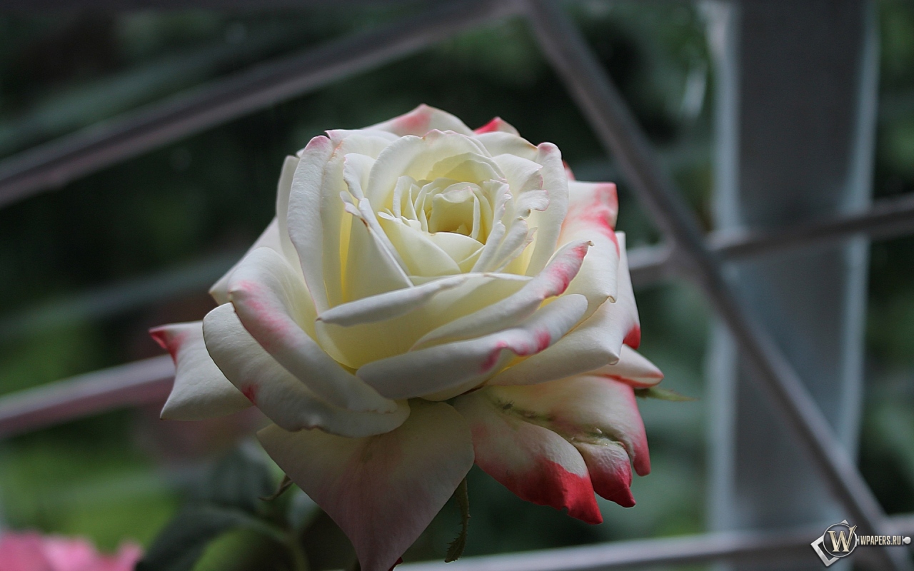 Роза у окна 1280x800