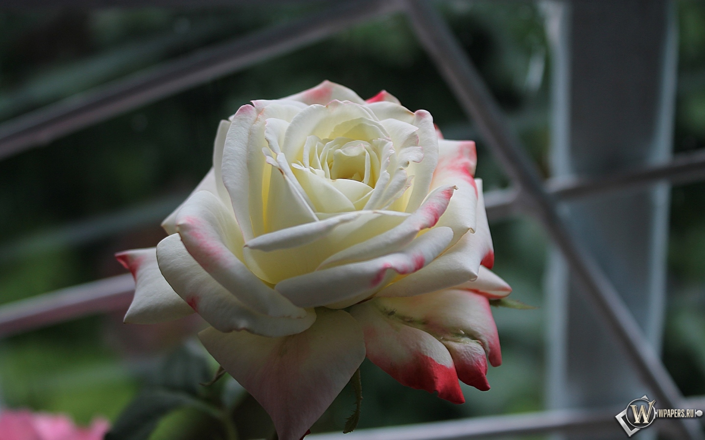 Роза у окна 1440x900