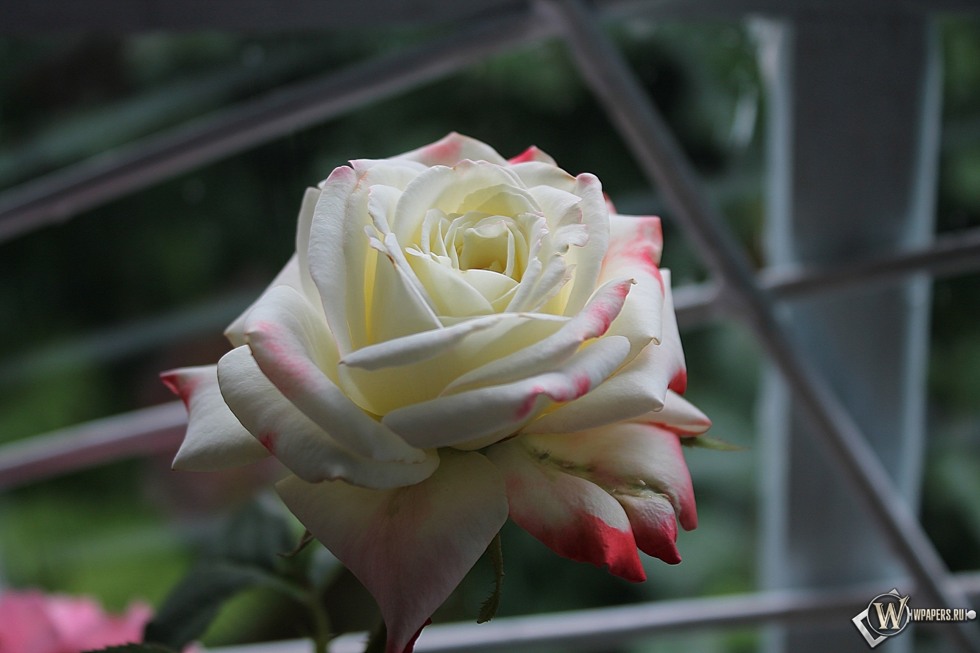 Роза у окна 1920x1280