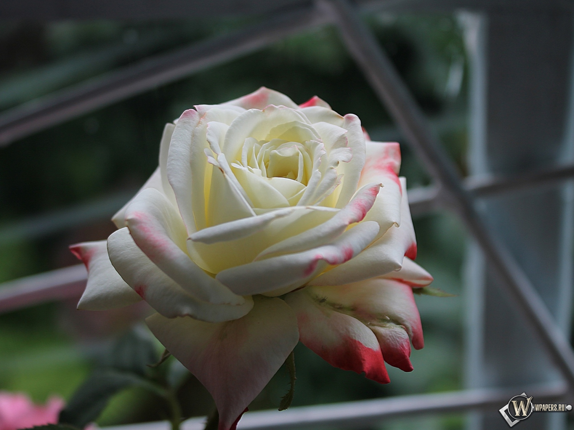 Роза у окна 1920x1440