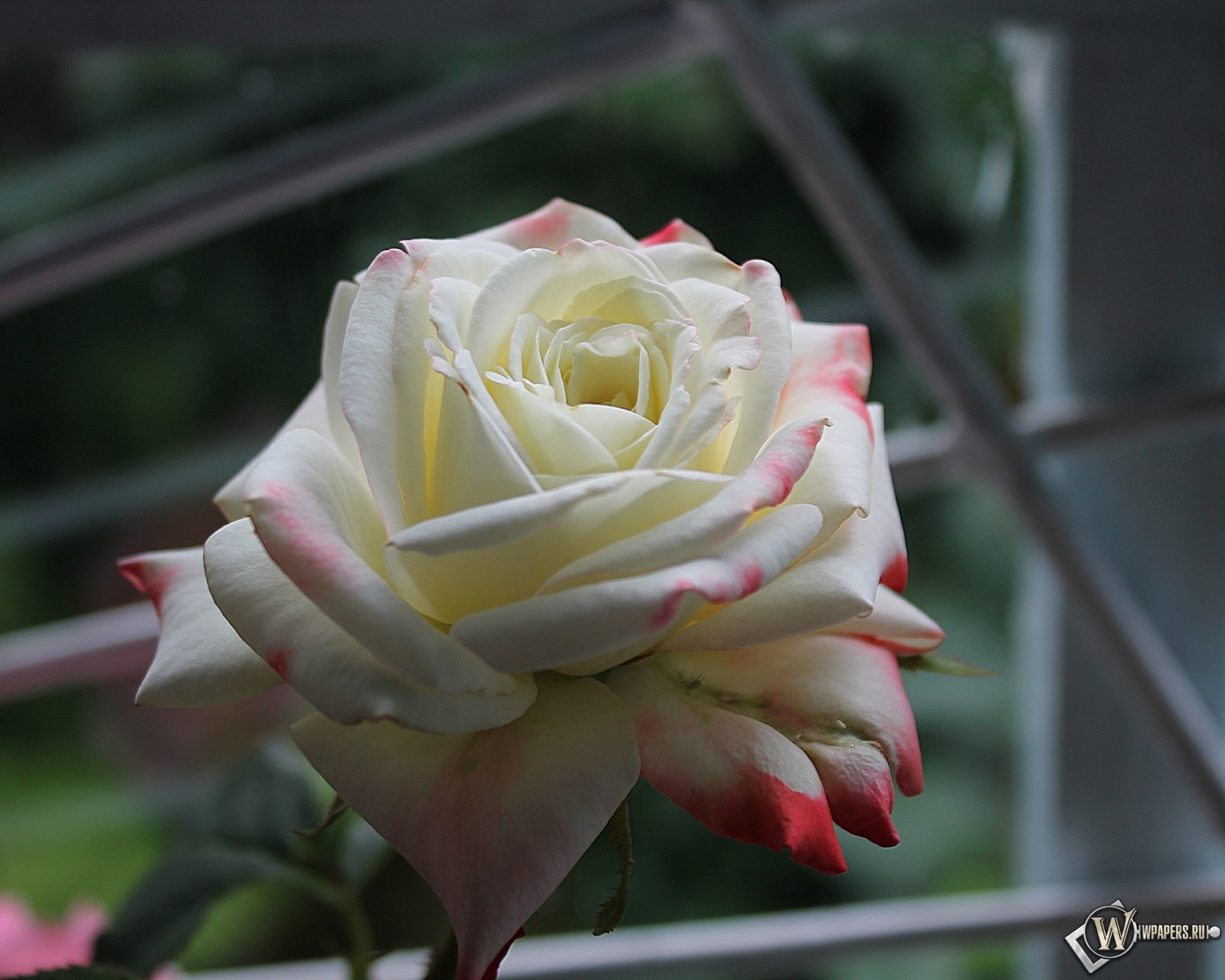 Роза у окна 1920x1536